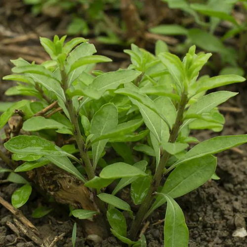 春天不要忘记给孩子吃6种野菜,每一样都清香可口,价格也不高